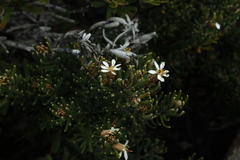 Olearia ledifolia