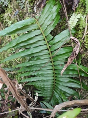 Blechnum orientale