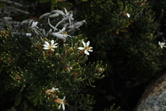 Olearia ledifolia