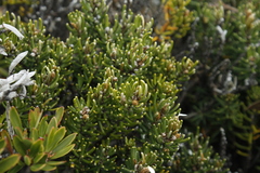 Olearia ledifolia