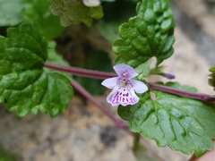 Glechoma grandis