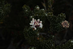 Pimelea sericea