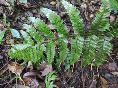 Dryopteris championii