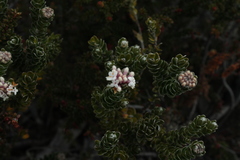 Pimelea sericea