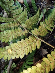 Dryopteris championii