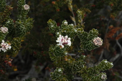 Pimelea sericea