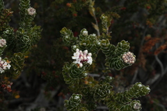 Pimelea sericea
