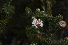 Pimelea sericea