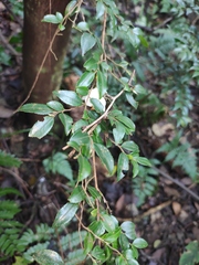 Camellia cuspidata