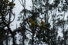 Centropappus brunonis