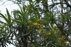 Centropappus brunonis