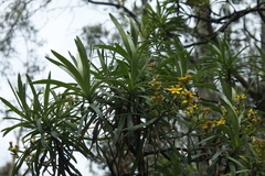 Centropappus brunonis