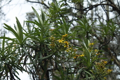 Centropappus brunonis