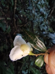 Camellia cuspidata