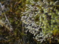 Hedwigia emodica