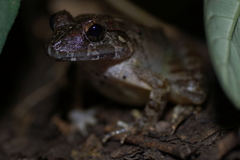 Limnonectes paramacrodon