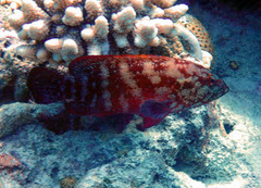 Cephalopholis