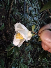 Camellia cuspidata