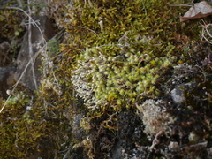 Hedwigia emodica