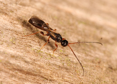 Hecabolus sulcatus
