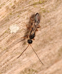 Hecabolus sulcatus