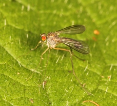 Sciapus platypterus