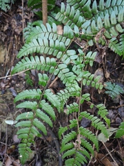 Dryopteris championii