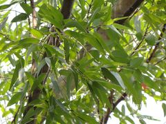 Eucalyptus pellita