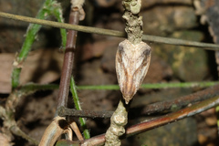 Rivula striatura
