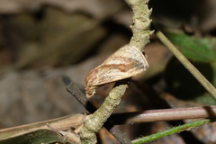 Rivula striatura