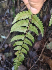 Dryopteris championii