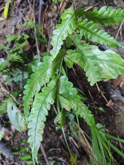 Woodwardia japonica