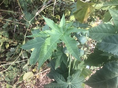 Ricinus communis