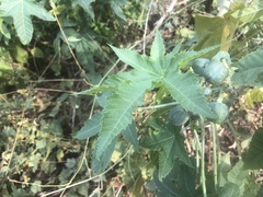 Ricinus communis