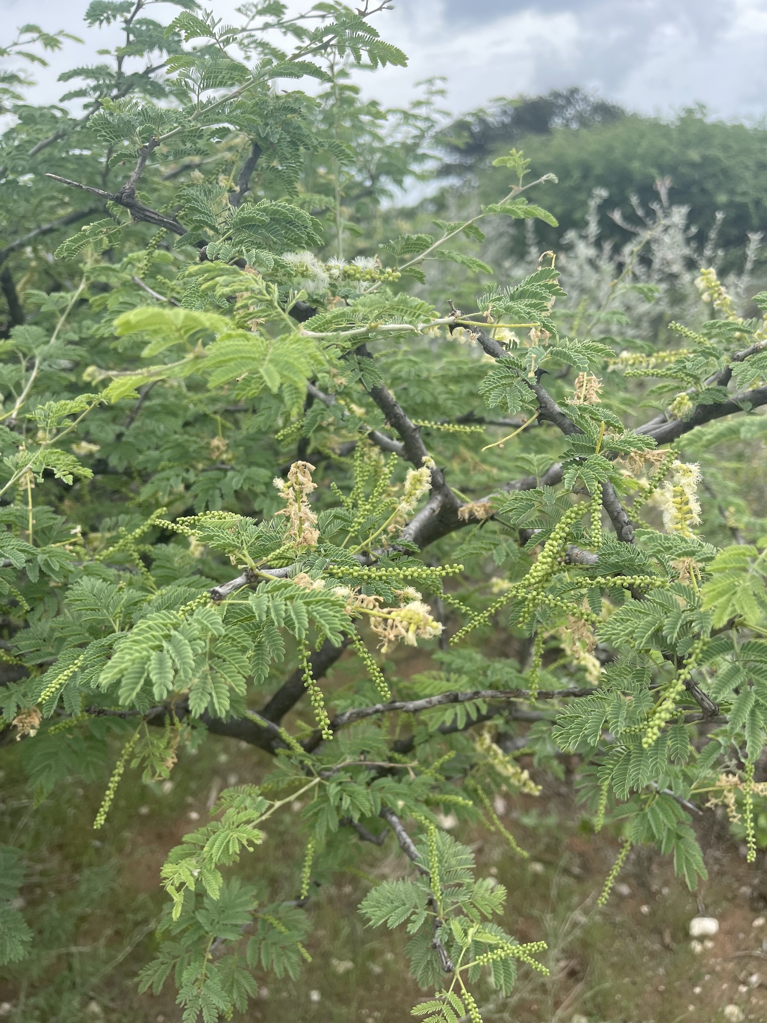 Gum Acacia (Senegalia senegal)  iNaturalist
