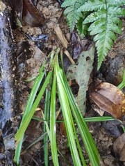 Calanthe davidii