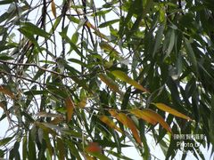 Eucalyptus pellita