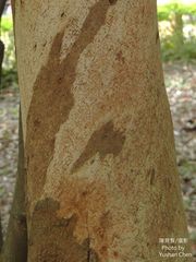 Eucalyptus pellita