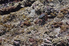 Grapsus tenuicrustatus