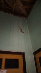 Gekko gecko