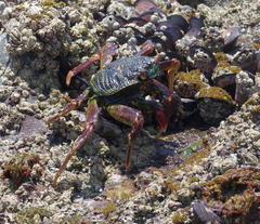 Grapsus tenuicrustatus