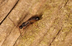 Hecabolus sulcatus