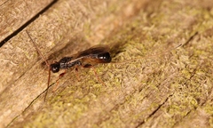 Hecabolus sulcatus
