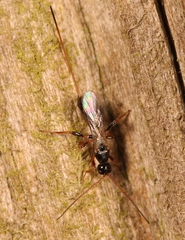 Hecabolus sulcatus
