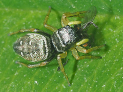 Heliophanus flavipes