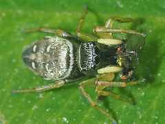 Heliophanus flavipes