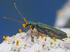 Oedemera virescens
