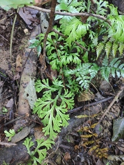 Selaginella doederleinii