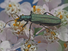 Oedemera virescens