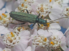 Oedemera virescens